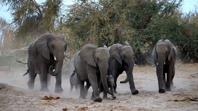 Bulilima man trampled to death