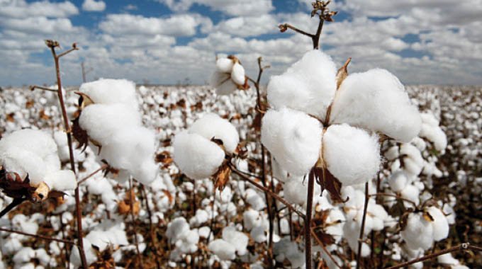 Cotton marketing season extended