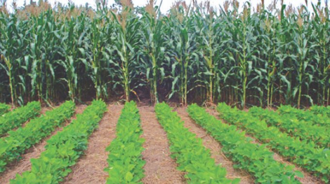 Zimbabwe to launch innovative transformative agricultural plan