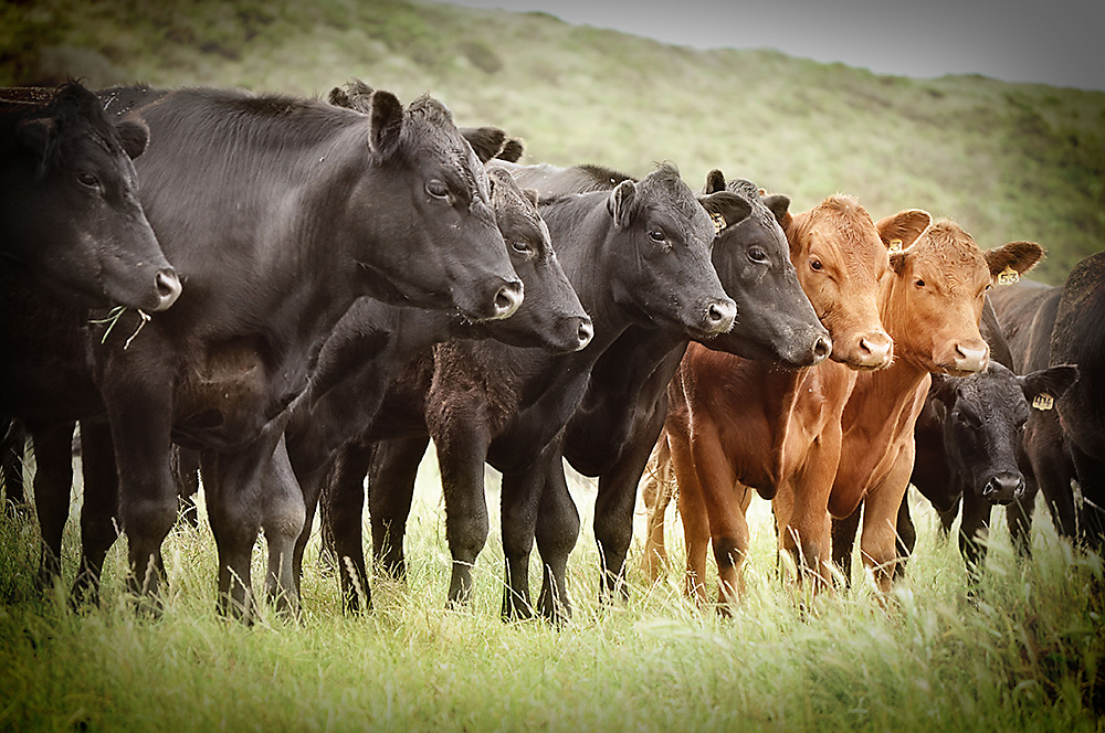 Safari operator up for rustling cattle worth US472000 - NewZimbabwecom