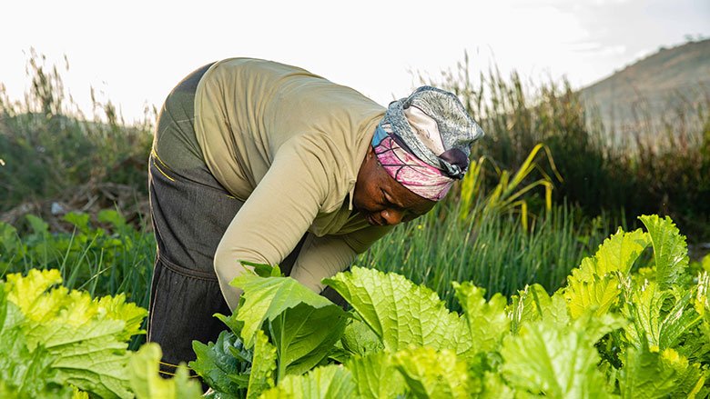 Backyard to Business How Hydroponics is Changing Urban Farming in Zimbabwe