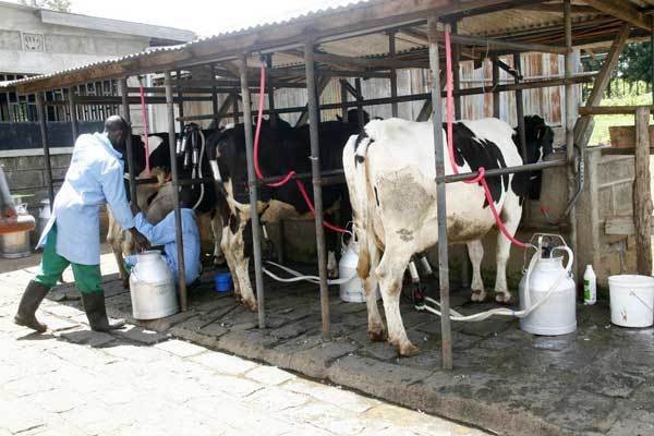 Farmers seek long-term finance for irrigated pastures