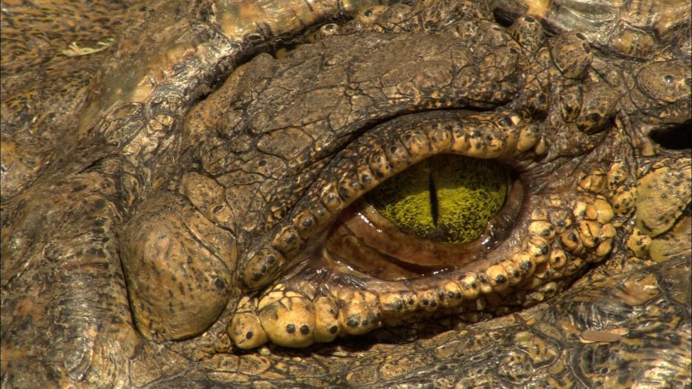 Untamed Africa Celebrated on Nat Geo