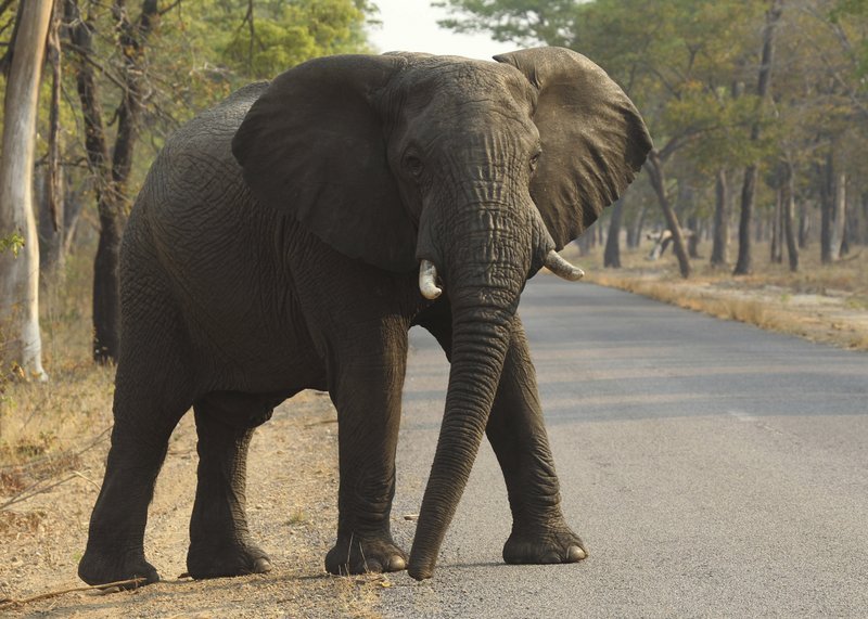 TWO female tourists including a British pensioner have been killed by a charging elephant while on s