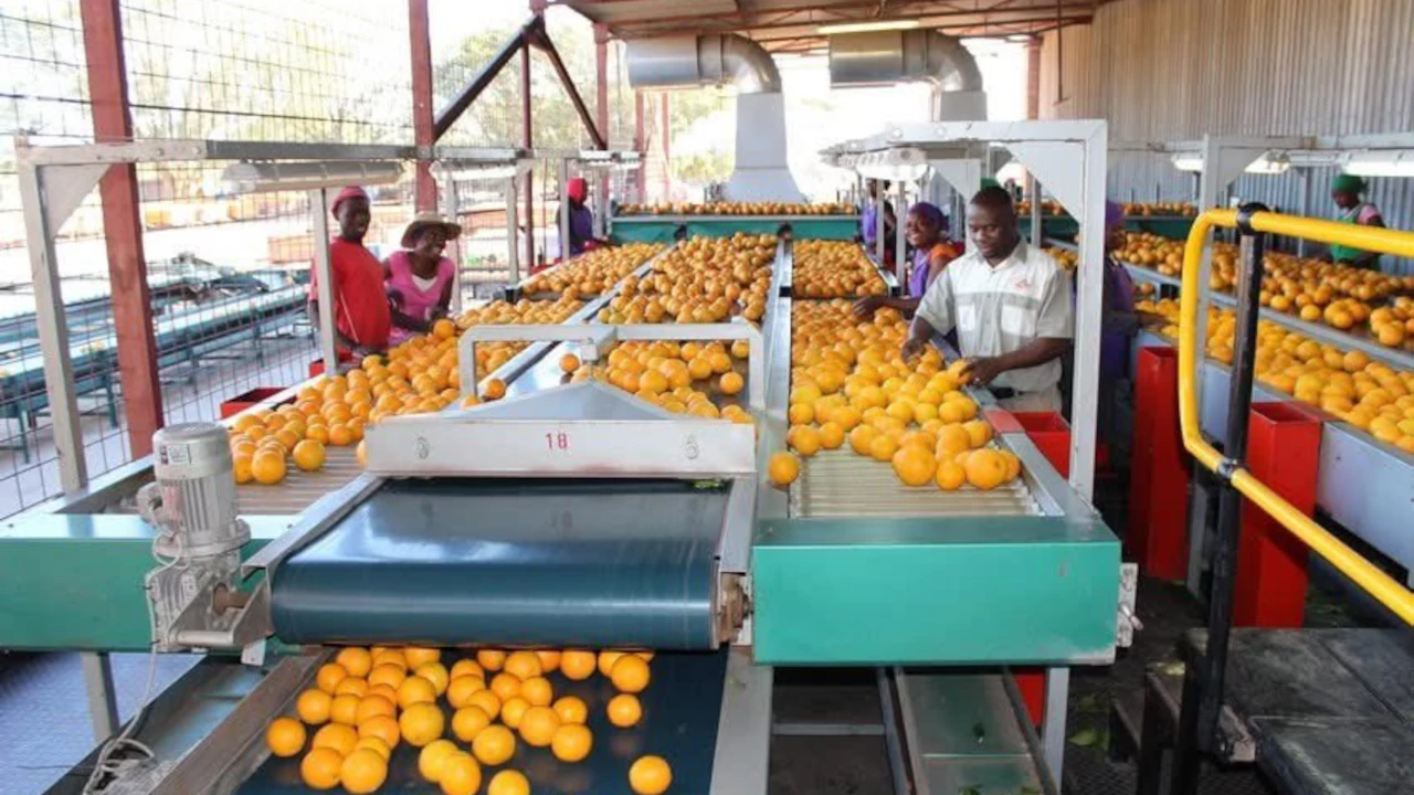How To Export Fresh Produce From Zimbabwe Step-By-Step Documentation