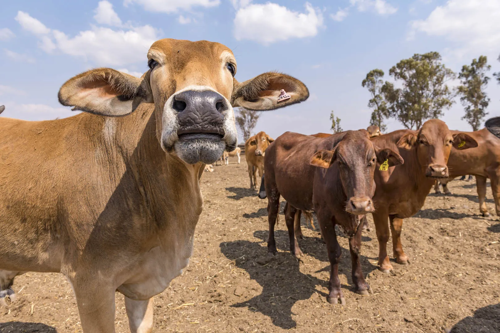 High Court orders Umguza farmer to stand trial over 65 missing trust cattle