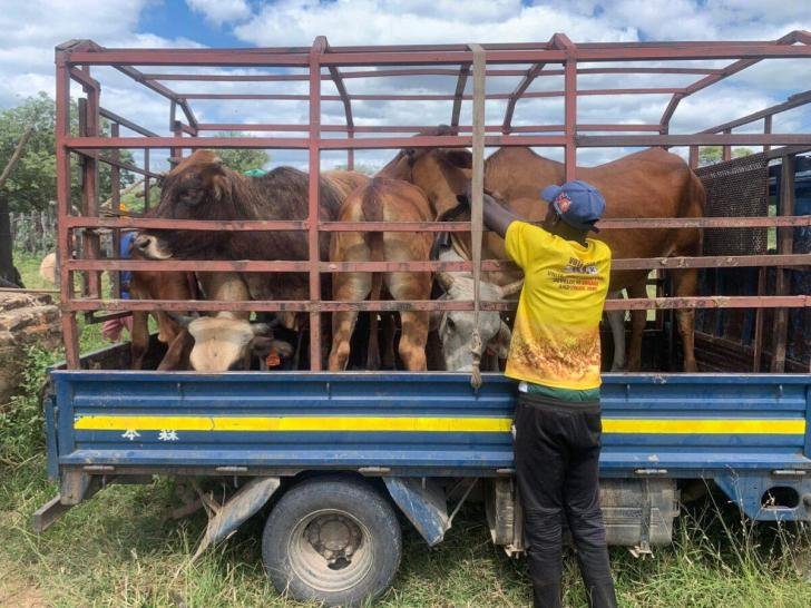 Zimbabwe imposes nationwide livestock movement ban