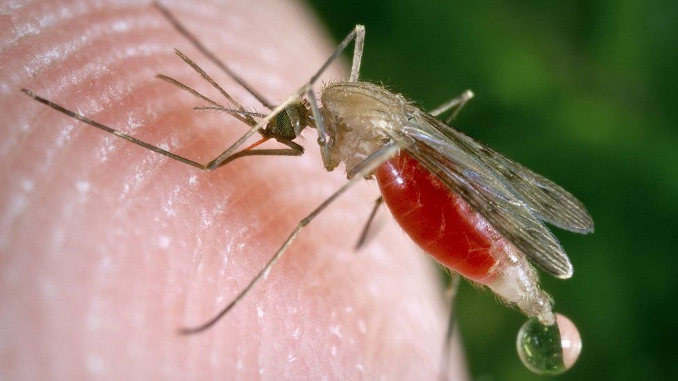 Zimbabwe faces resurgence of malaria amid US aid cuts experts warn of funding shortfall - NewZimbabw