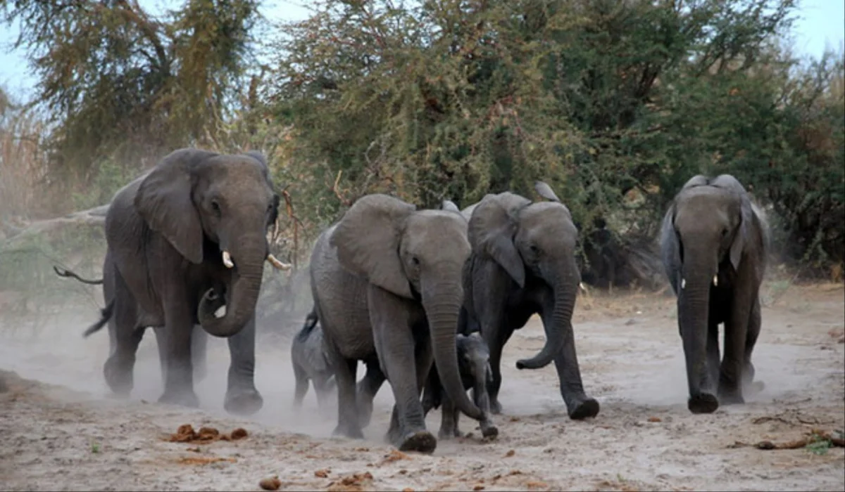 Man Trampled To Death By Elephants While Cycling With His Friends