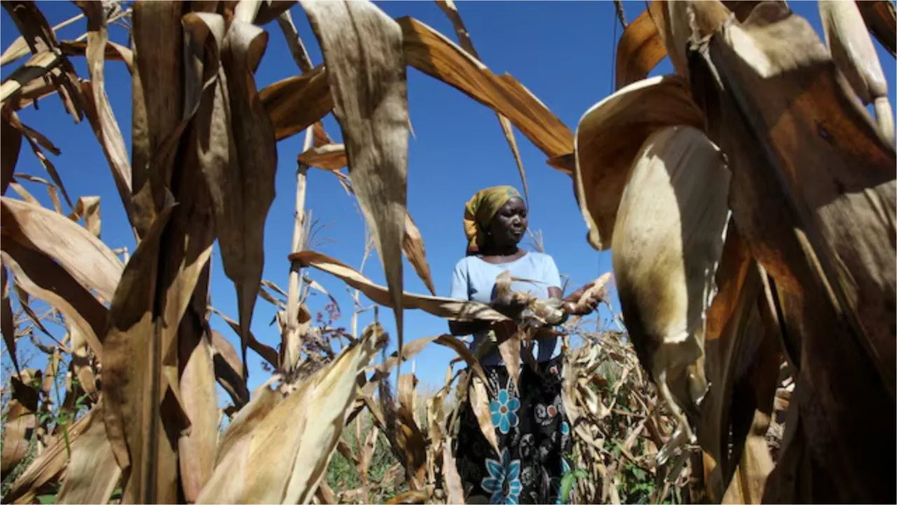 Zimbabwe Reinstates Maize Import Ban After Bumper Harvest