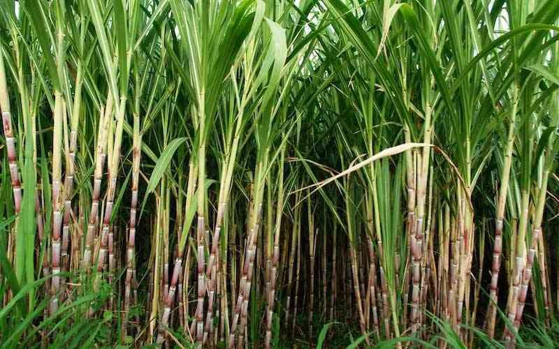 Demystifying the Zim sugarcane myth