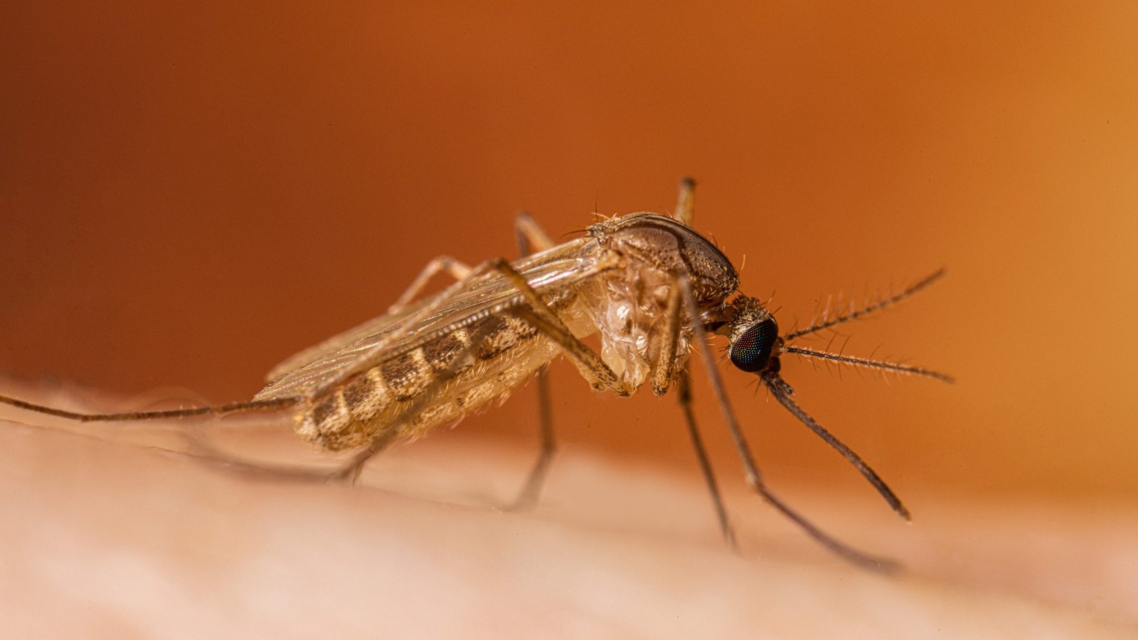 About West Nile