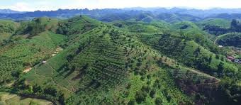Agroforestry The green revolution that can empower farmers and save our planet
