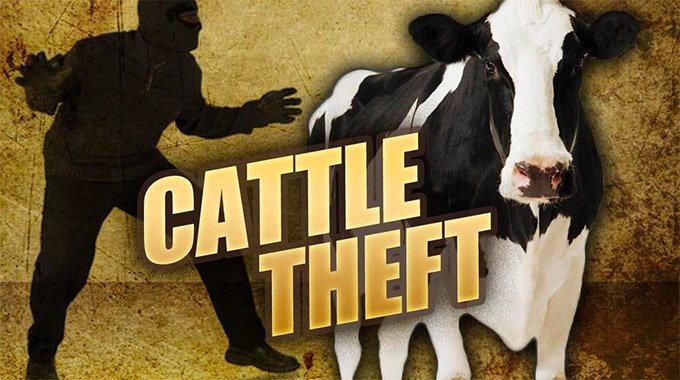 BETRAYAL Herd boy and neighbour sell bosss cattle for US850 then vanish