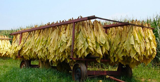 Call for Mutapa to propel tobacco value chain