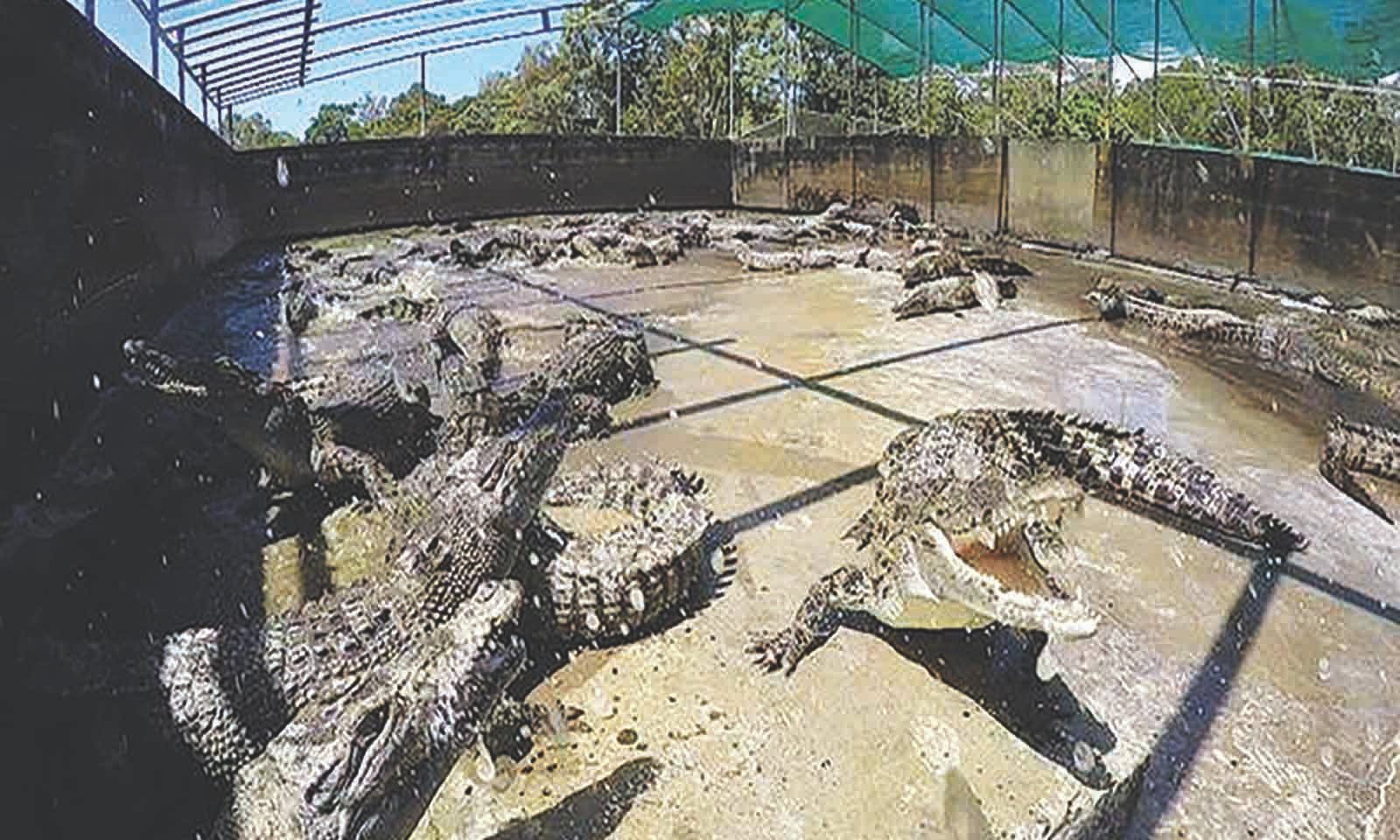 Crocodile skin exports rise 56 percent