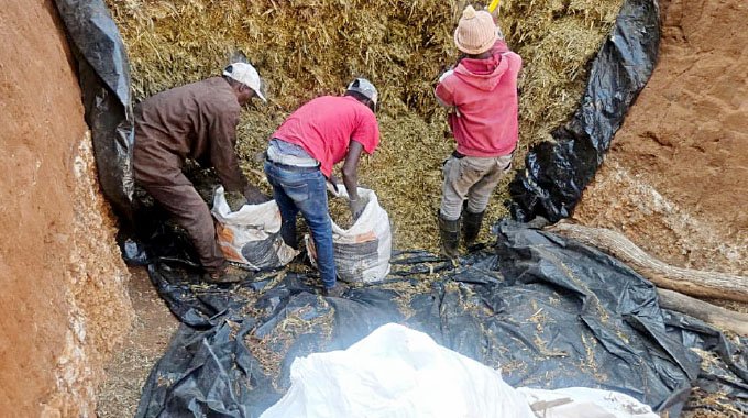 How Beitbridge farmers are turning 90 days into US52k