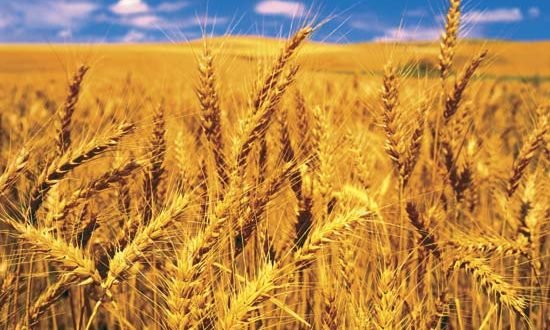 POSB invests US132m into winter wheat farming