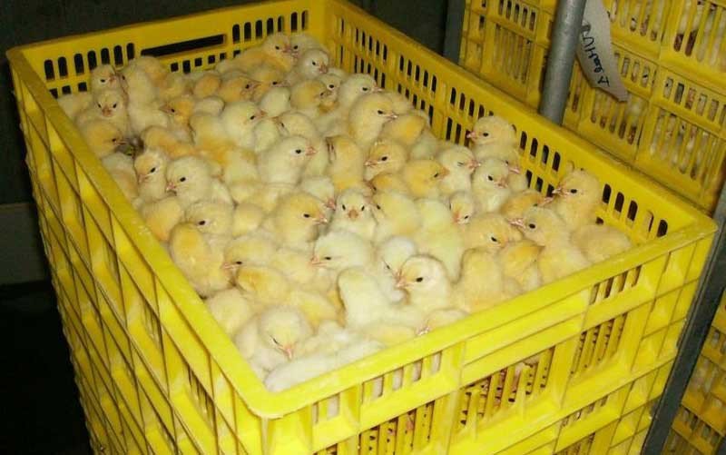 High costs paralyse poultry farmers