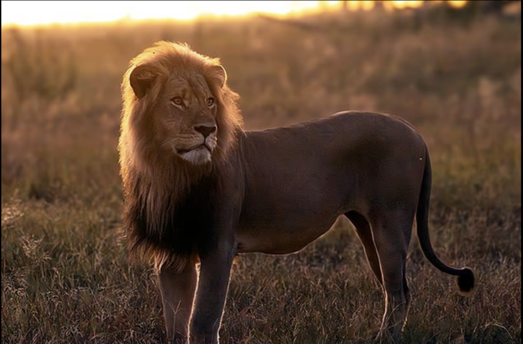 Legendary lion Blondie that was studied- NewZimbabwecom