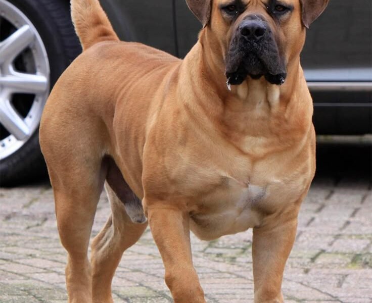 74 year old dog owner charged with culpable homicide