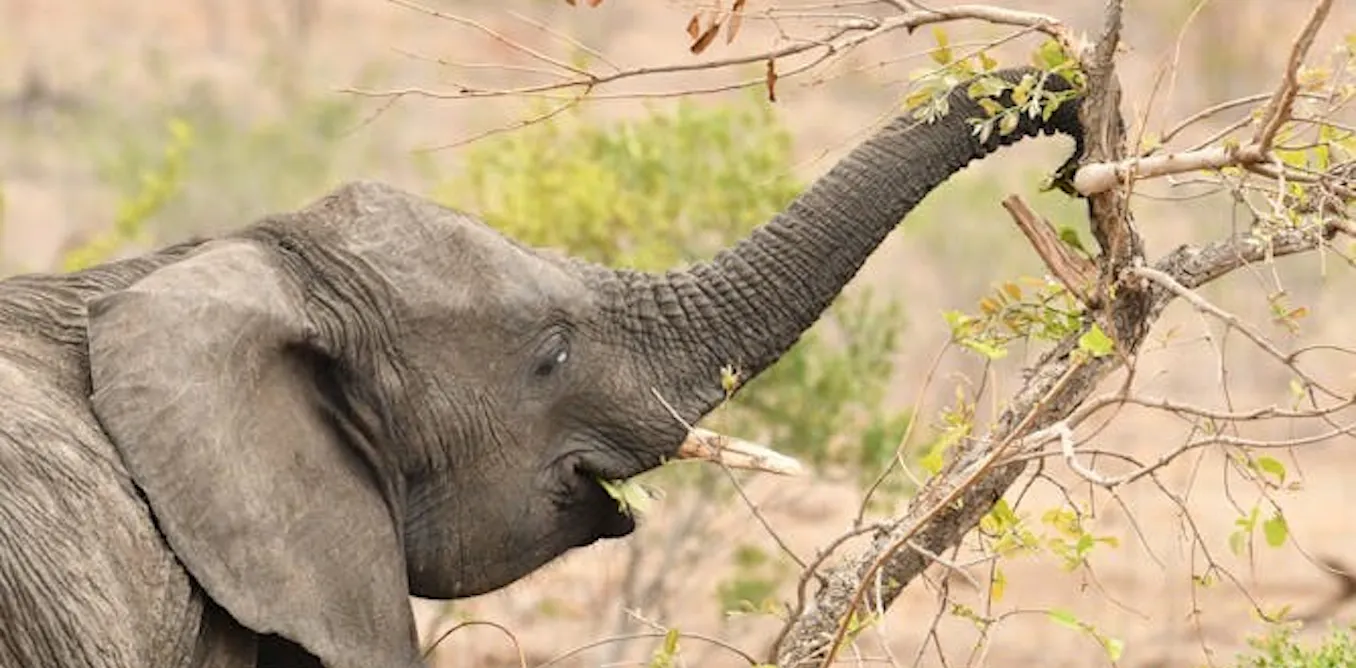 Les éléphants font-ils des gestes délibérés pour demander quelque chose Notre étude répond par laff