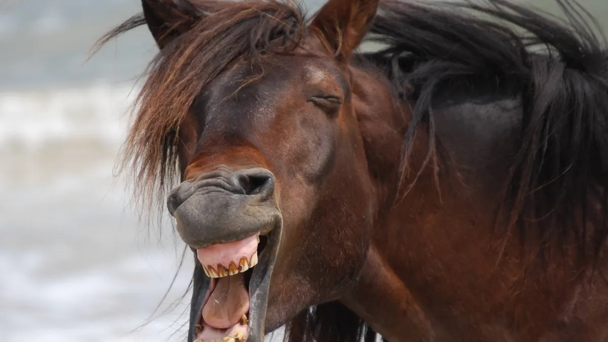 Chamisa Winning Election Fools Horse Ride Into State House ZimEye