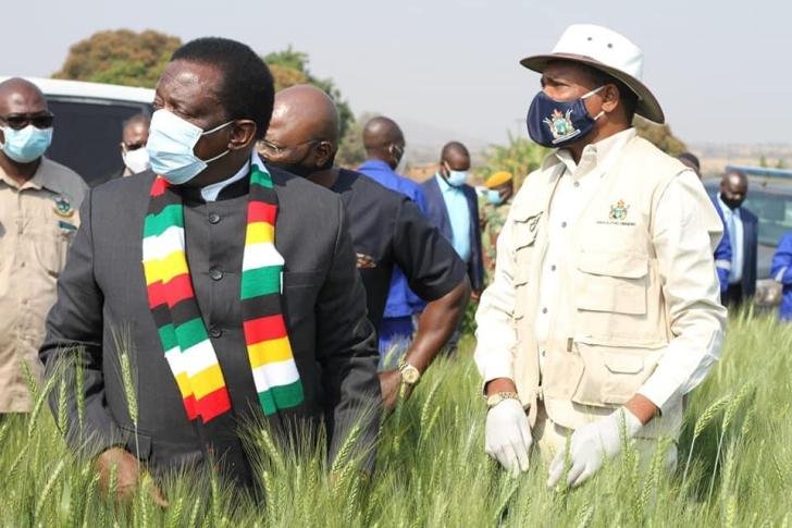 Zimbabwe govt pledges timely wheat payments