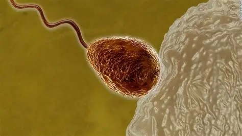 Inwhat could revolutionize our understanding of human reproduction a groundbreaking study by researc