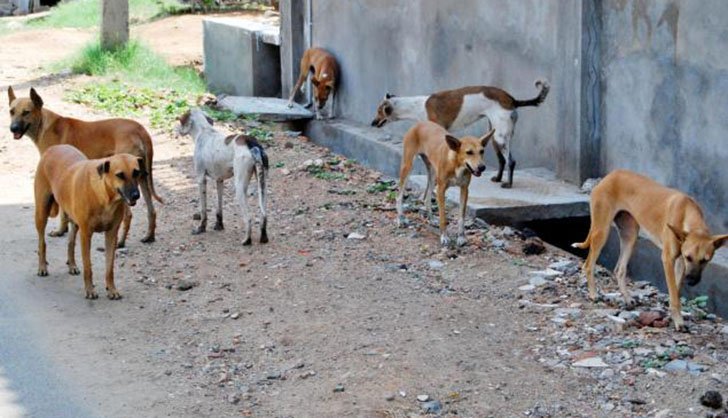 Councilors demand shooting of more stray dogs