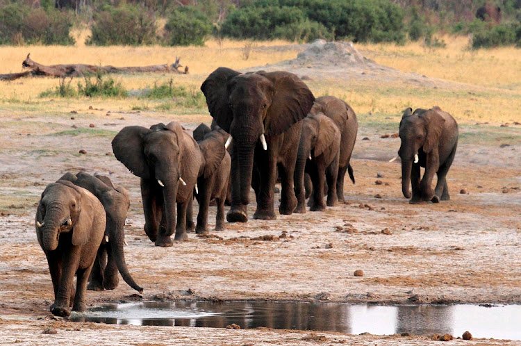 Rangers injured following elephant attacks in Sengwa Chirisa Safaris - NewZimbabwecom