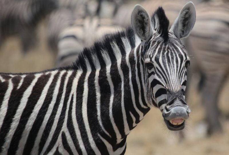 Respect wildlife protection laws says court as trio is jailed for poaching a Zebra
