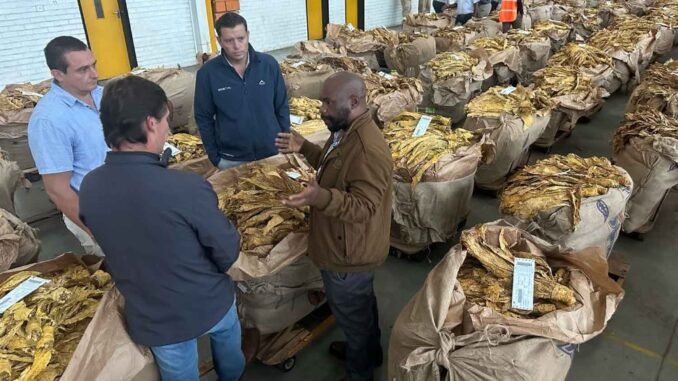 China Fuels Zimbabwes Record-Breaking 12B Tobacco Season
