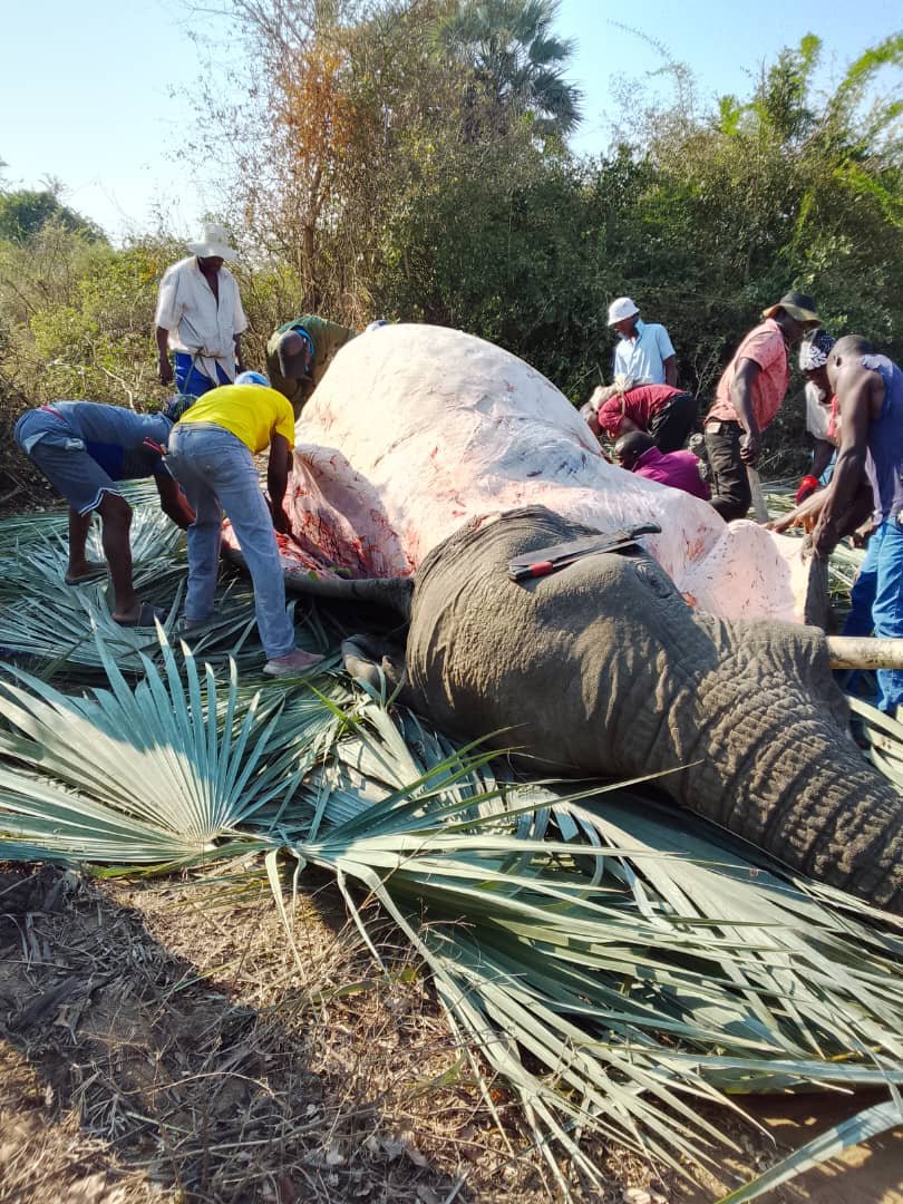 Five Elephants Put Down After Destroying Community Gardens in Chibuwe