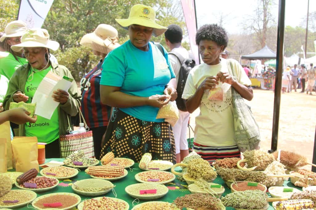 Seed exchange fosters resilience among Zimbabwean farmers