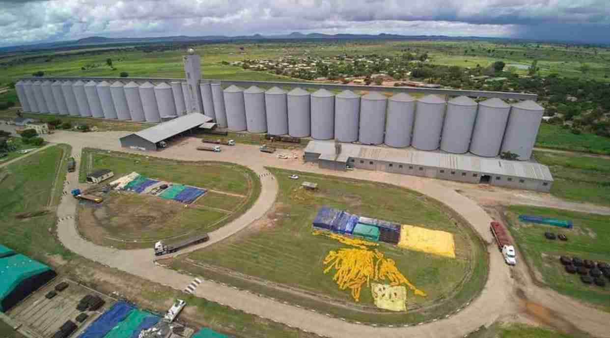 Zimbabwe’s maize crop rebounds, but falls well short of the ‘bumper…