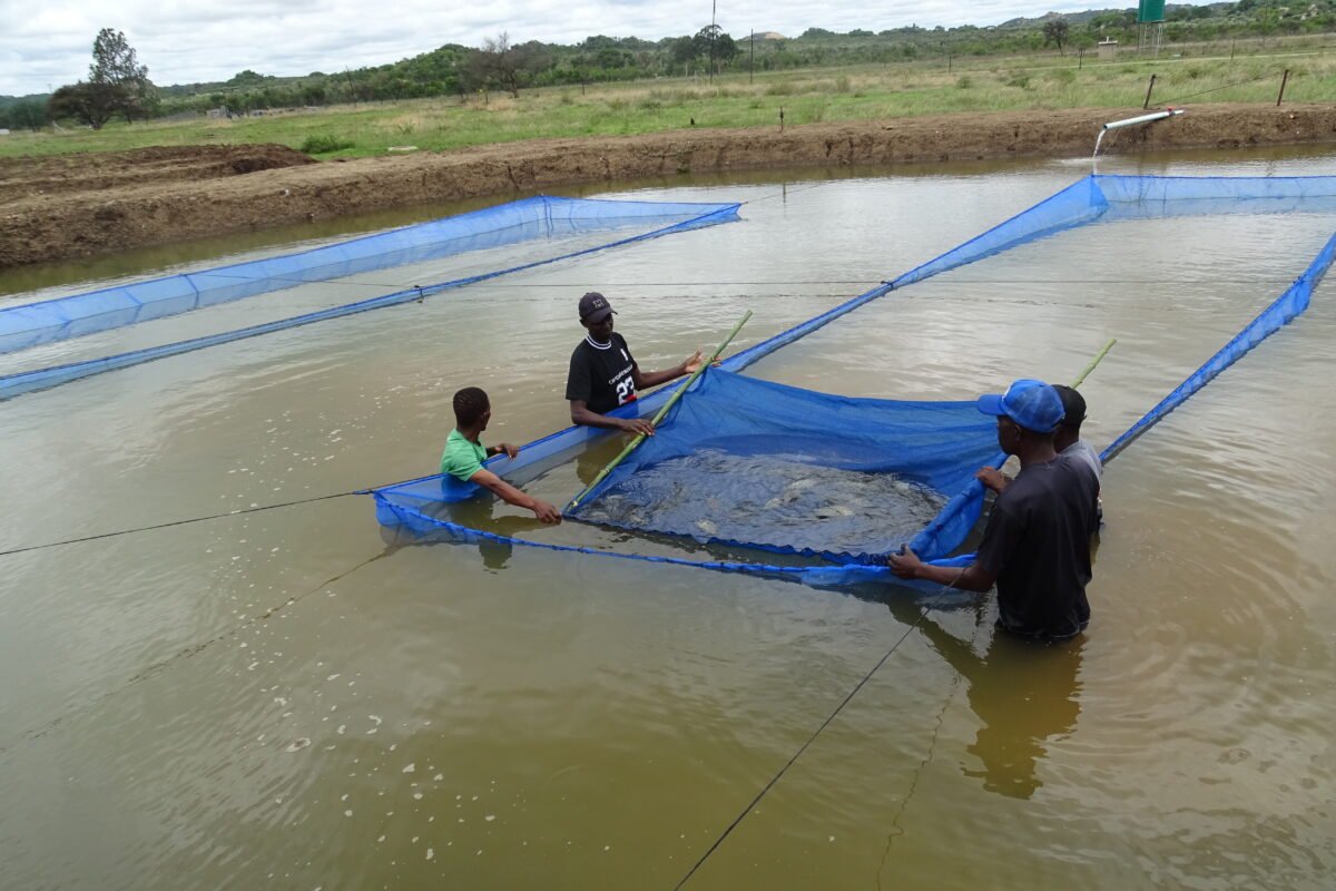 Matopos fish hatchery to empower Mat farmers