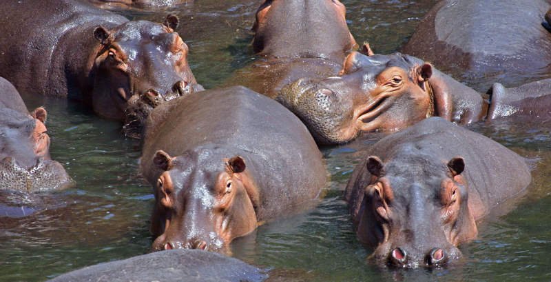 Chipinge Man Killed By Hippo While Fishing In Save River