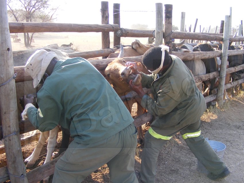 Botswana On High Alert As SA Reports FMD Outbreak