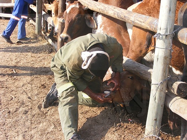 Nnang le seabe sa go kganela kanamo