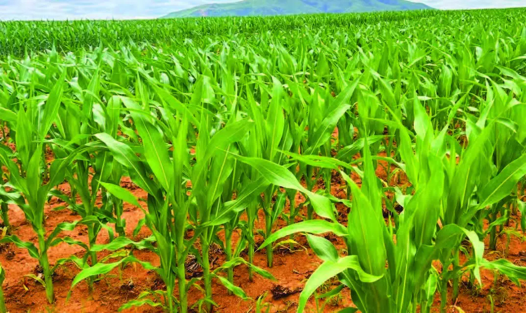 #DidYouKnow: Back in 1975, Zimbabwe was celebrated as one of the world’s top agricultural powerhouses