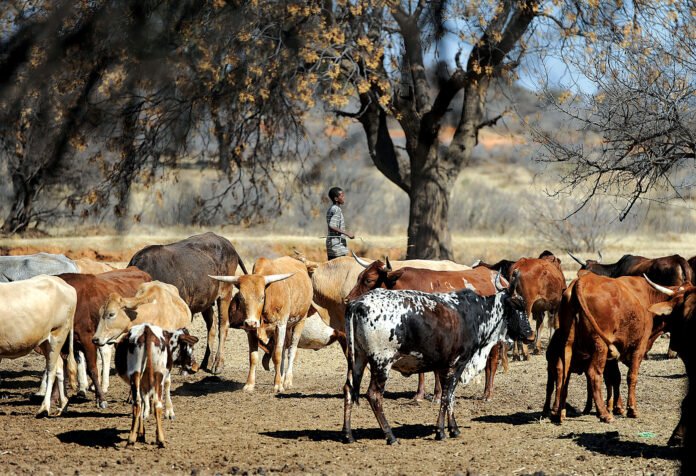 Beef sector stable despite herd shrinkage