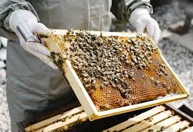 Bee farmers urged to use eco-friendly chemicals