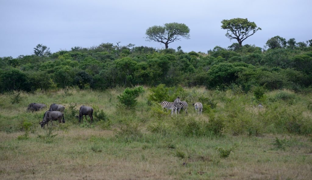 Sub-Sahara’s severe nature losses