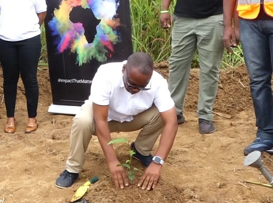 Where are trees planted in 2025?