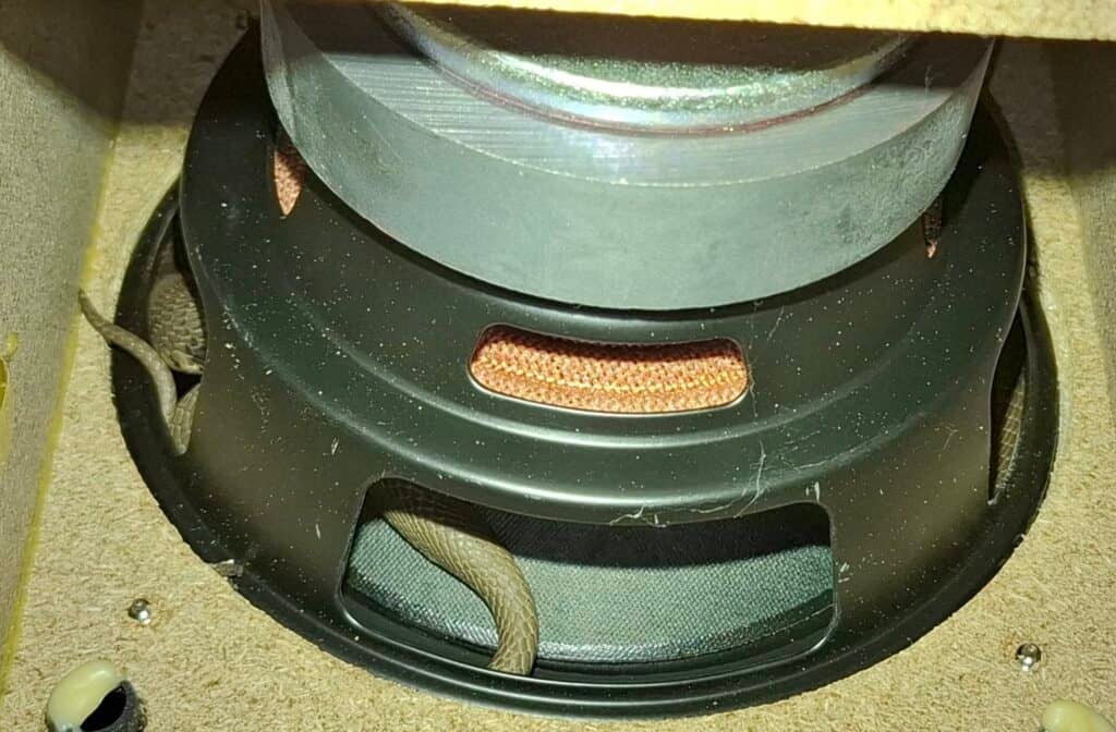 PICS | Two cobras, same spot, weeks apart – Déjà vu in Westville