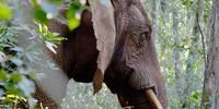 LONELY TITANStrangefoot: the last elephant of Knysna — and the hope that refuses to dieByDon Pinnock
