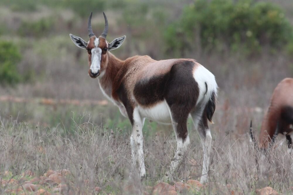 Bontebok delisted at Cites: South Africa wins bid to lift international trade restrictions