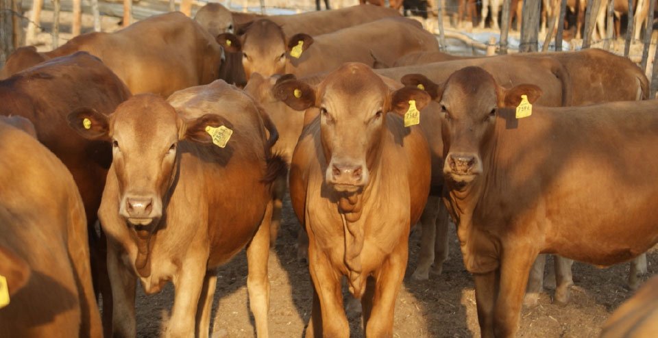 Mazwi villagers told to keep stock cards updated as theft cases rise