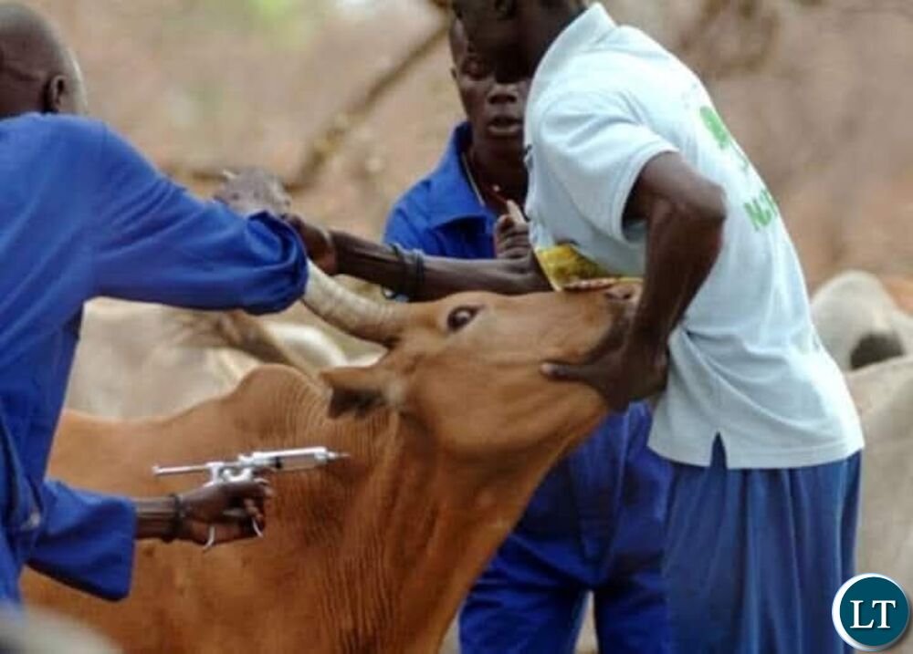 Mambwe set to vaccinate 10,000 cattle against...